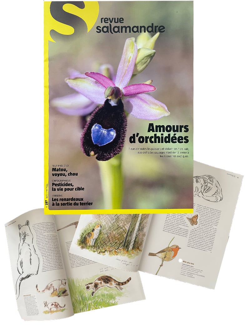 Mes dessins dans « La Salamandre » n°287